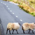 Driving in Ireland Familiarisation Training