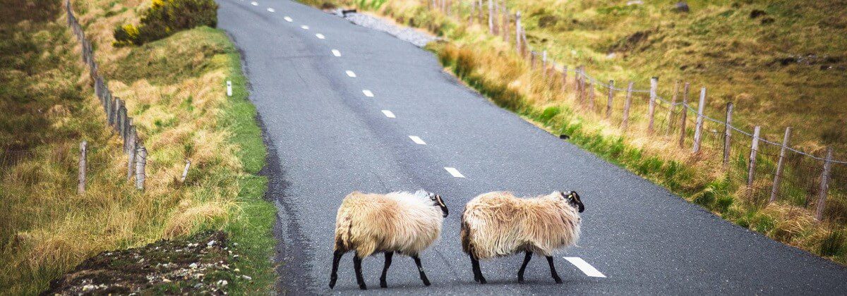 Driving in Ireland Familiarisation Training