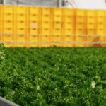 Certificate in Business with Biodiversity